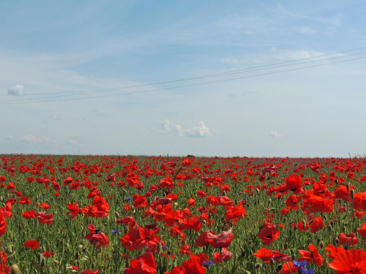 Gdzie Diabel Mowi Dobranoc Daire Pisz Dış mekan fotoğraf